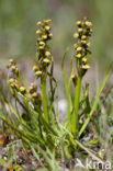 Chamorchis alpina