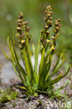 Chamorchis alpina