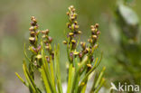 Chamorchis alpina