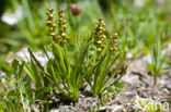 Chamorchis alpina