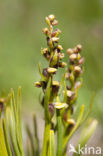 Chamorchis alpina