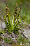 Chamorchis alpina