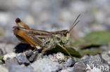 Chorthippus scalaris