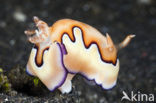 Chromodoris coi