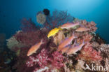 Goldsaddle goatfish (Parupeneus cyclostomus)