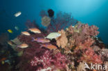 Goldsaddle goatfish (Parupeneus cyclostomus)