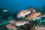 Goldsaddle goatfish (Parupeneus cyclostomus)