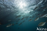 Orangespotted trevally (Carangoides bajad)