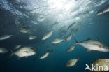 Orangespotted trevally (Carangoides bajad)