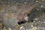 Cockatoo waspfish (Ablabys taenianotus)