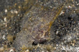 Cockatoo waspfish (Ablabys taenianotus)