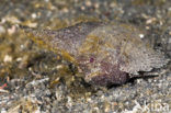 Cockatoo waspfish (Ablabys taenianotus)