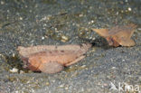 Cockatoo waspfish (Ablabys taenianotus)