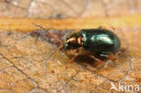 Crepidodera aurata