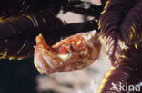 Crinoid Cuttlefish (Sepia sp.)