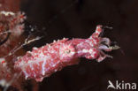 Crinoid Cuttlefish (Sepia sp.)