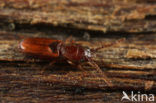 Cryptolestes duplicatus