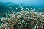Damsel Fish (Pomacentrus spec)