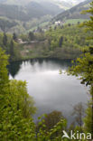 Dauner Maare