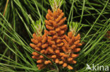 Pine tree (Pinus spec.)