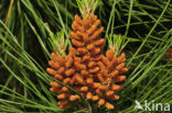 Den (Pinus spec.)