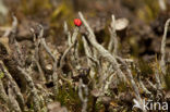 Lipstick Cladonia (Cladonia macilenta)