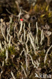 Lipstick Cladonia (Cladonia macilenta)