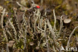 Lipstick Cladonia (Cladonia macilenta)