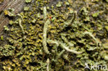 Lipstick Cladonia (Cladonia macilenta)