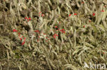 Lipstick Cladonia (Cladonia macilenta)