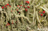 Lipstick Cladonia (Cladonia macilenta)