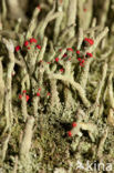 Lipstick Cladonia (Cladonia macilenta)