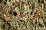 Lipstick Cladonia (Cladonia macilenta)