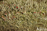 Lipstick Cladonia (Cladonia macilenta)