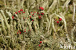 Lipstick Cladonia (Cladonia macilenta)