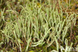 Lipstick Cladonia (Cladonia macilenta)