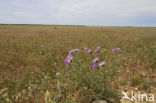 Thistle (Carduus spec.)