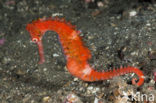 Thorny seahorse (Hippocampus hystrix)