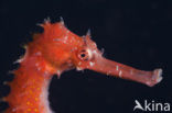 Doornig zeepaardje (Hippocampus hystrix)