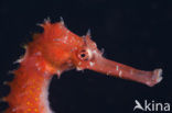 Thorny seahorse (Hippocampus hystrix)