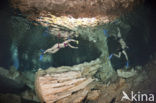 Dos Ojos Cenote