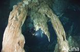 Dos Ojos Cenote