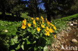 Dotterbloem (Caltha palustris)