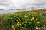 Dotterbloem (Caltha palustris)