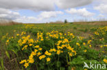 Marsh Marigold (Caltha palustris)