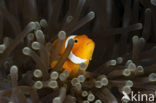 anemonefish