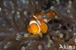 anemonefish