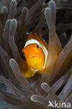 anemonefish