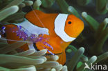 anemonefish