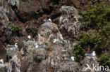 Black-legged Kittiwake (Rissa tridactyla)